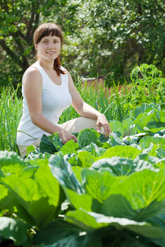 大白菜姑娘