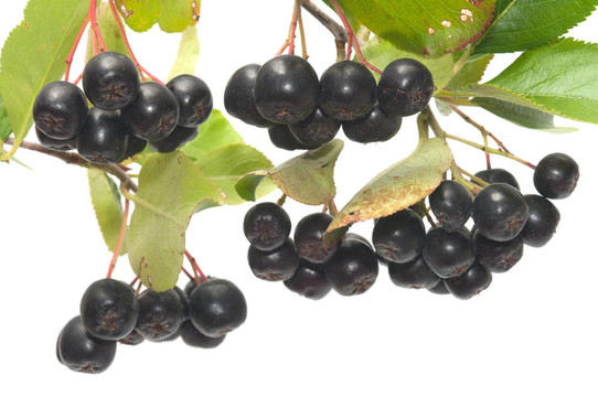 Aronia。