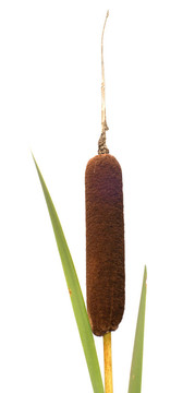 Reed mace。