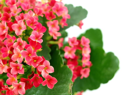 特寫一組長壽花盛開