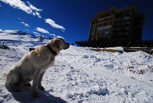 黃金獵犬坐在雪