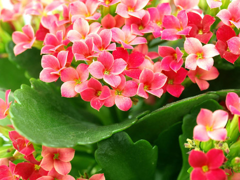 特寫一組長壽花盛開