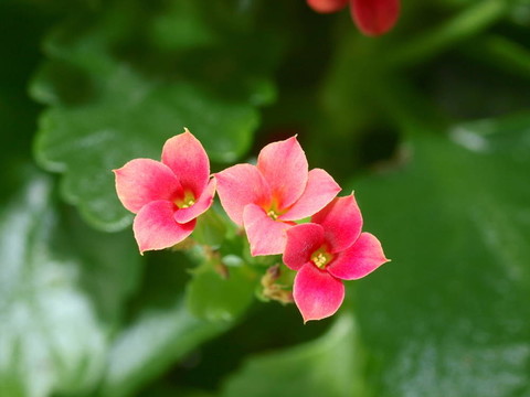 特寫一組長壽花盛開