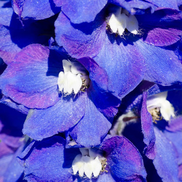 田野上紫羅蘭花