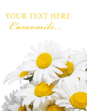 野生camomiles花束