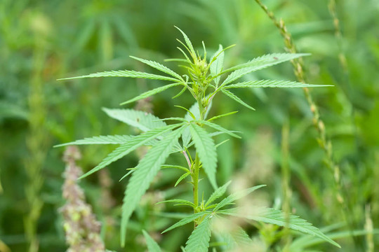 大麻植物
