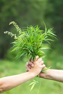 雙手握大麻