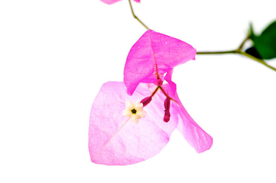三角梅的花
