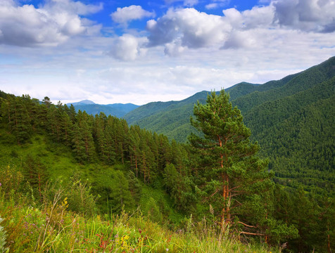 阿爾泰山