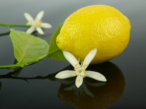 檸檬花和檸檬果