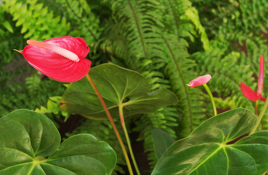 火鶴花（紅掌）背景中的芽葉和蕨類植物（選擇重點）
