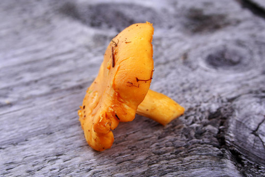 把雞油菌躺在木凳飽經(jīng)風(fēng)霜