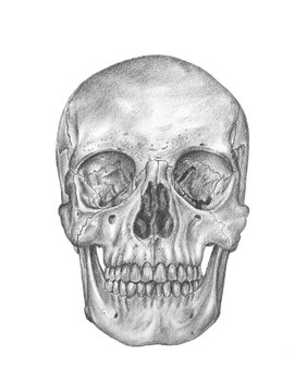 人體解剖學和骷髏頭骨