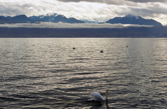 天鵝Lac Leman（日內(nèi)瓦湖）