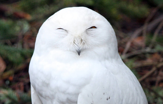 雪白的貓頭鷹。瓦城西北野生動物園照片。