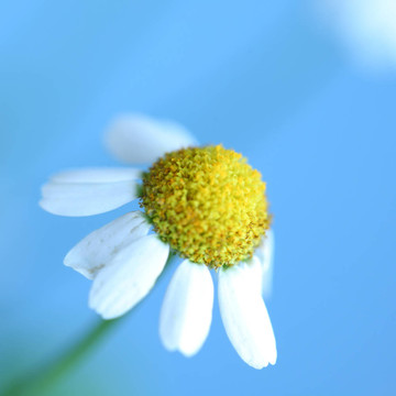 chamomiles