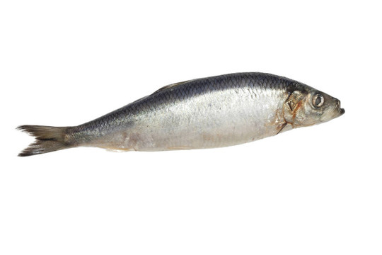 白底腌鯡魚