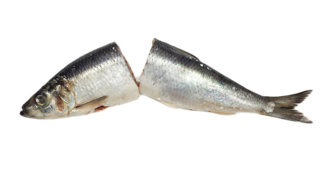 白底腌鯡魚