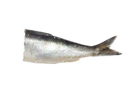 白底尾咸鯡魚