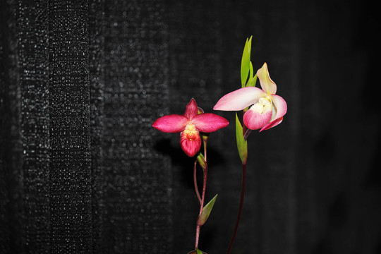 Phragmipedium Sherman的月蘭花