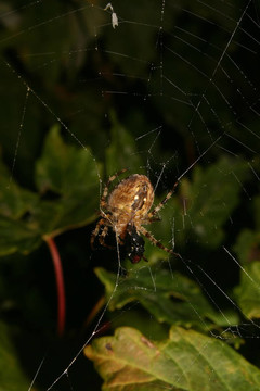 十字園蛛（Araneus diadematus）