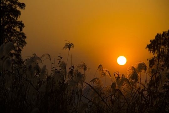 蘆葦夕陽