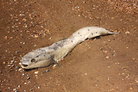 死魚