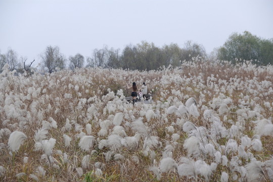 大片蘆葦蕩