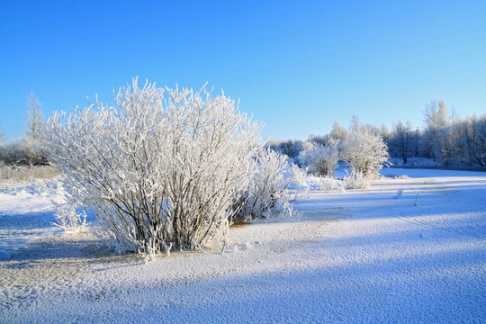 海岸上的雪灌木
