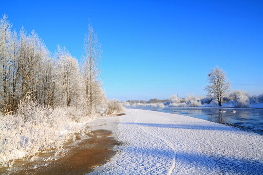 海岸上的雪灌木
