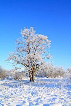 冬田雪櫟