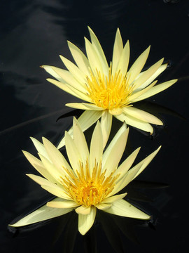 水百合