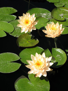 水百合