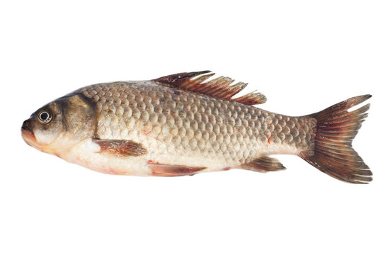 白底鯽魚