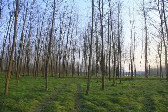 小樹林