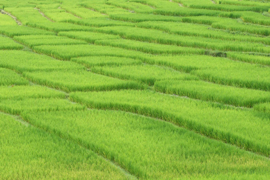 稻田