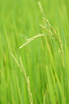 稻田