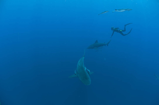 與鯊魚