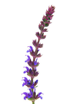 鼠尾草花分離