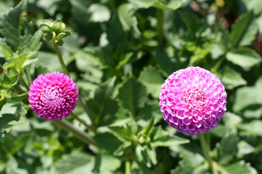 大麗花在花園