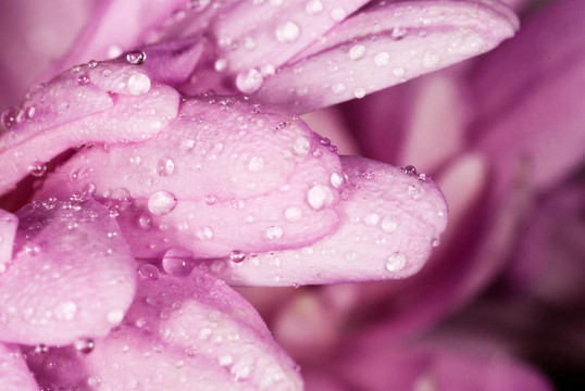 粉紅色花瓣上的雨滴