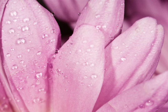 粉紅花上的雨滴