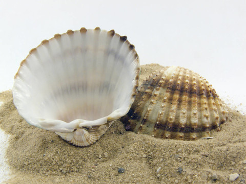 兩海貝殼