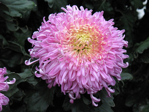 菊花