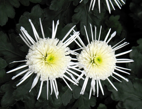 菊花