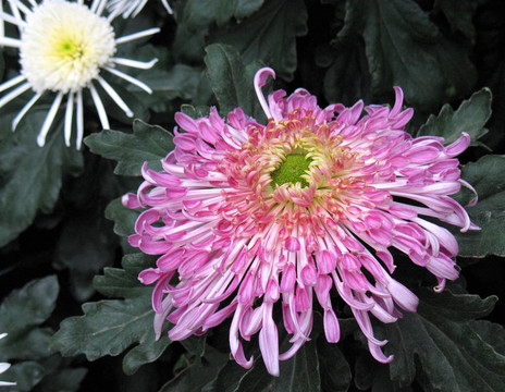 菊花