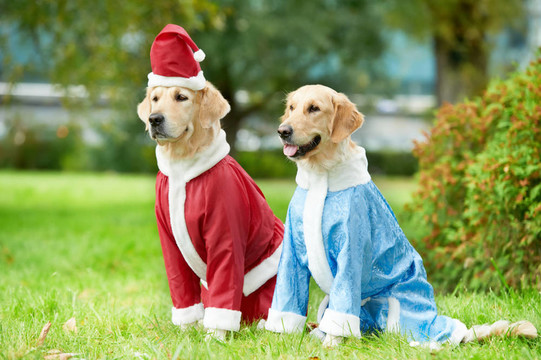 在新的一年兩黃金獵犬的狗衣服