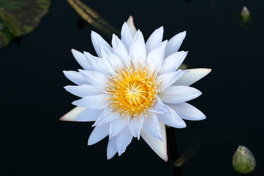 水百合
