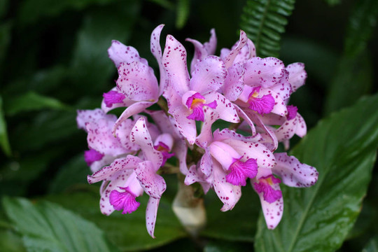 蘭花
