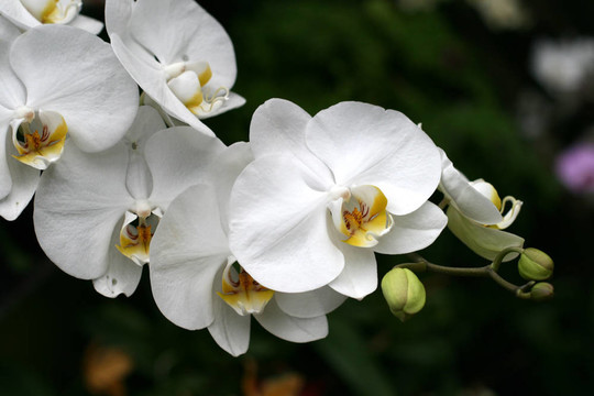 蘭花